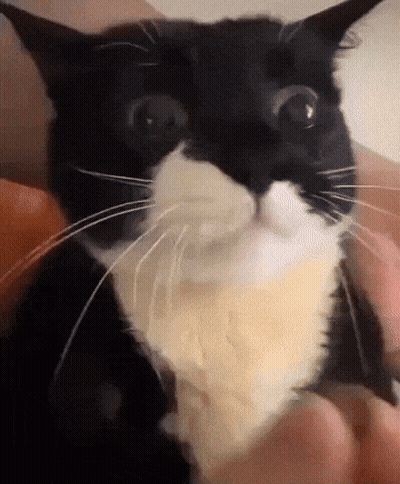 Person Petting Surprised Black And White Cat GIF