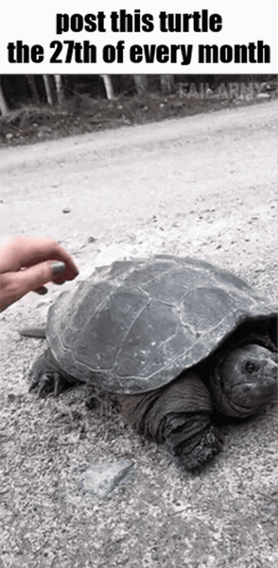 Person Petting Turtle On Dirt Road GIF