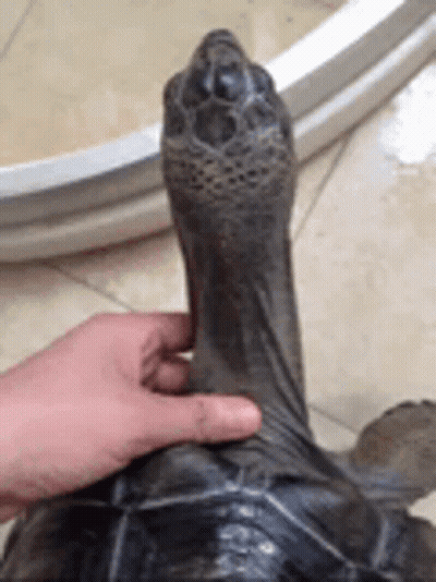 Person Petting Turtle's Head GIF