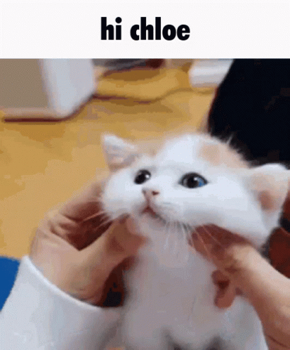 Person Petting White And Orange Cat With Hi Chloe Above GIF