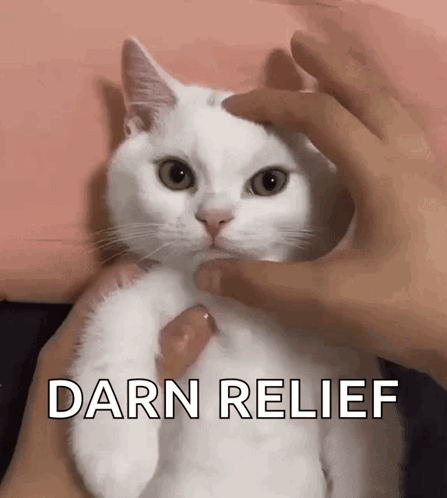 Person Petting White Cat Darn Relief GIF
