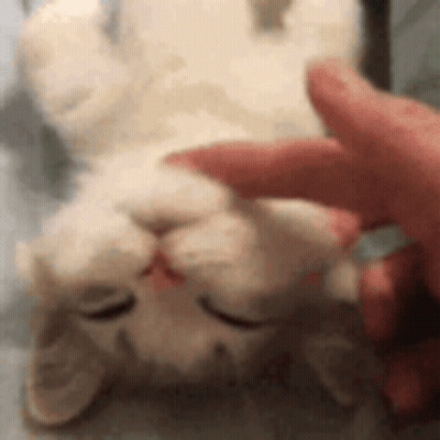 Person Petting White Cat Laying On Back Eyes Closed GIF