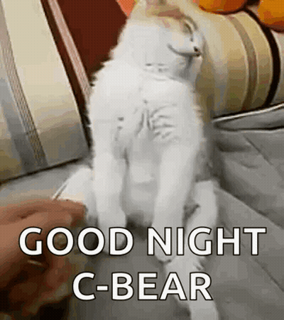 Person Petting White Cat On Couch Paws Up GIF