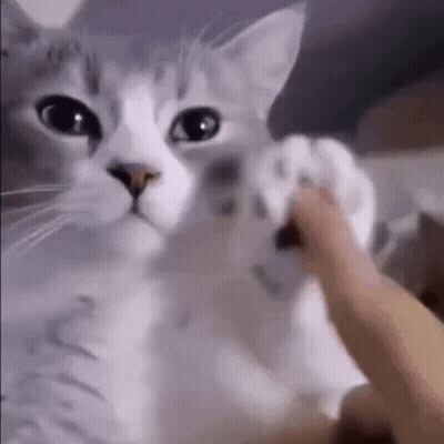 Person Petting White Cat's Paw GIF