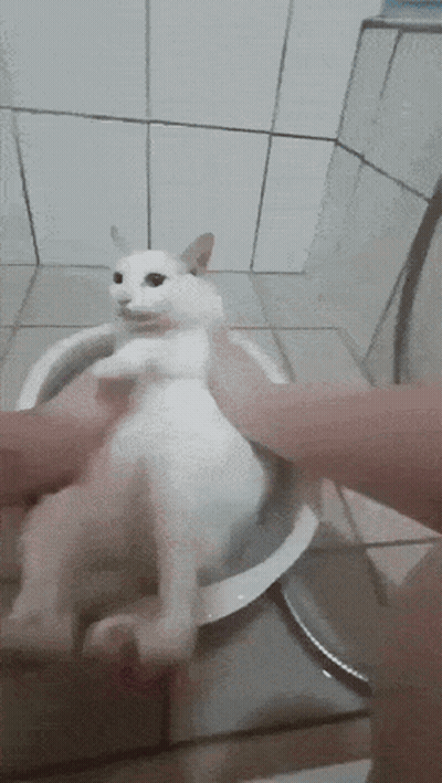 Person Petting White Cat GIF