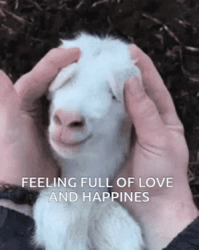 Person Petting White Goat Feeling Full Of Love And Happiness GIF