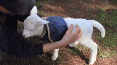 Person Petting White Goat In Blue Coat GIF