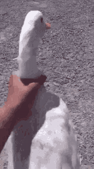 Person Petting White Goose On Dirt Road GIF