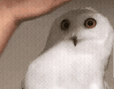 Person Petting White Owl With Red Eyes GIF