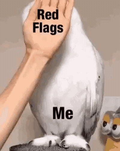 Person Petting White Parrot GIF