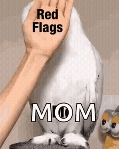 Person Petting White Parrot