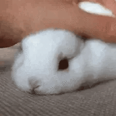 Person Petting White Rabbit GIF