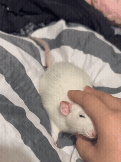 Person Petting White Rat GIF