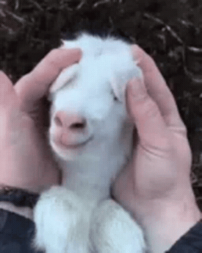 Person Petting White Sheep GIF