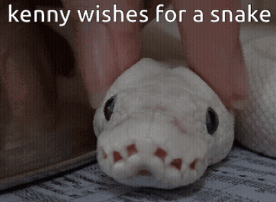 Person Petting White Snake GIF