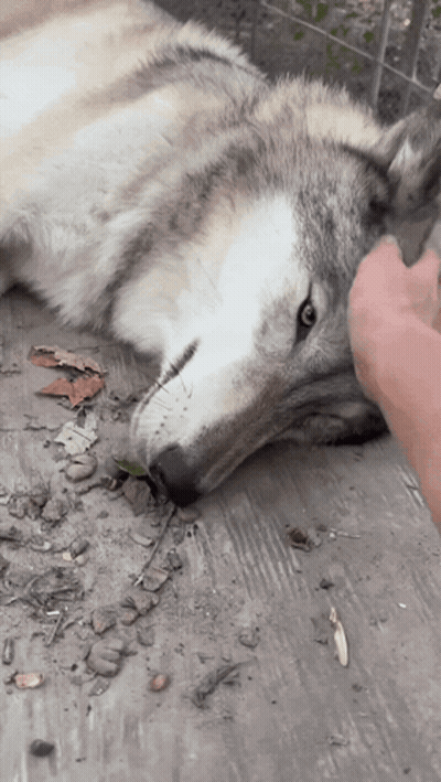 Person Petting Wolf Lying On Ground GIF
