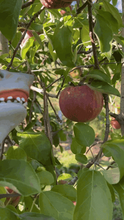 Person Picking Apple From Tree With Gloves GIF