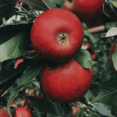 Person Picking Apple From Tree With Leaves GIF