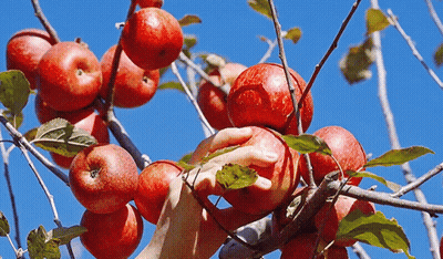 Person Picking Apples From Apple Tree GIF