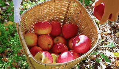 Person Picking Apples Out Of Basket GIF