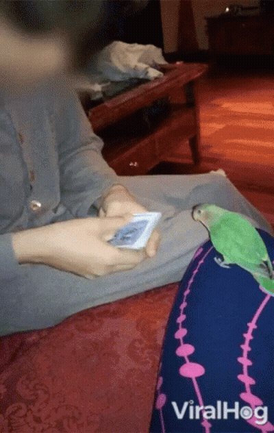 Person Playing Cards With Green Parrot on Lap