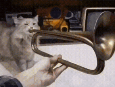 Person Playing Trumpet With Cat Behind GIF