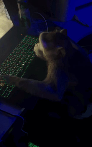 Person Playing Video Game On Laptop With Can Of Seven Eagles GIF