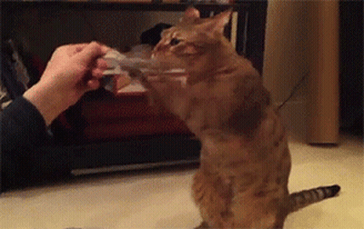 Person Playing With Cat Using Paper GIF