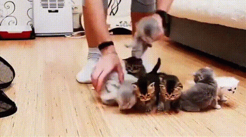 Person Playing With Kittens On Floor GIF