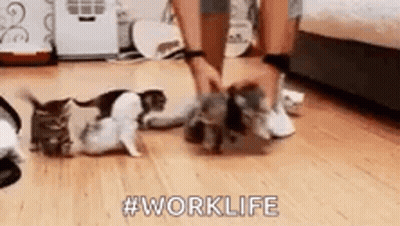 Person Playing With Kittens On Floor GIF
