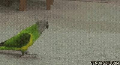 Person Pointing At Green And Yellow Parrot GIF