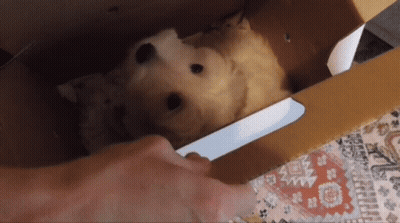 Person Putting Dog In Cardboard Box With Knife GIF