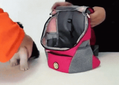 Person Putting Dog In Pink And Gray Backpack GIF