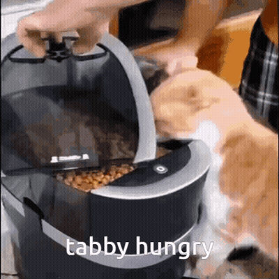 Person Putting Food Into Tabby Hungry Machine GIF