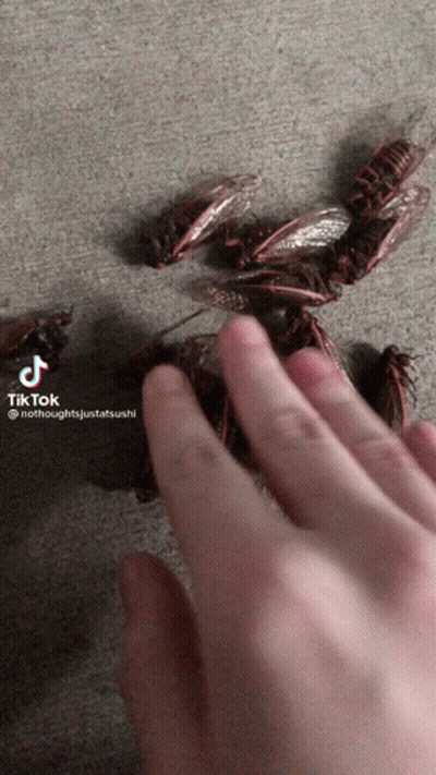 Person Reaching For Cockroach GIF