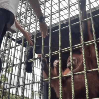 Person Reaching Out To Monkey In Cage GIF