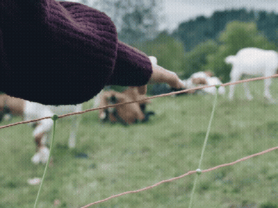 Person Reaching Over Fence To Touch Goat GIF