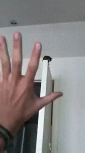 Person Reaching Toward Hanging Cat GIF
