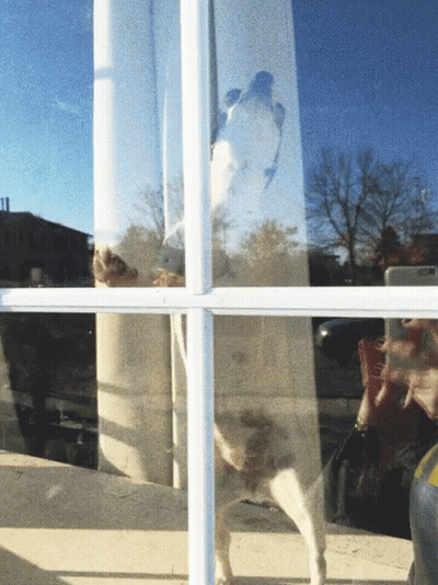 Person Reflection In Window With Blue Sky GIF