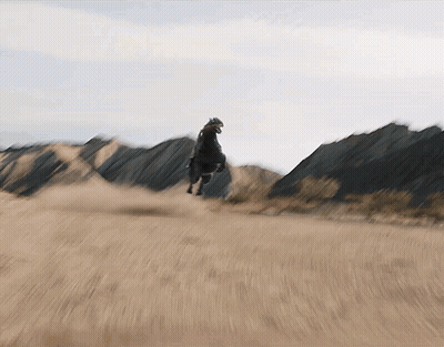 Person Riding Black Horse In Field GIF