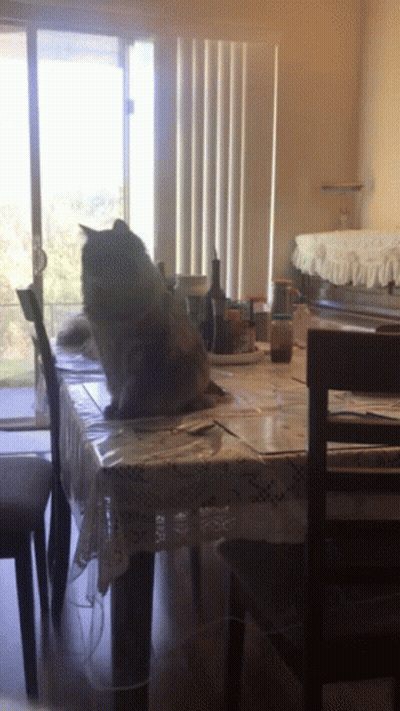 Person Riding Cow Saying A Hero Is Here GIF