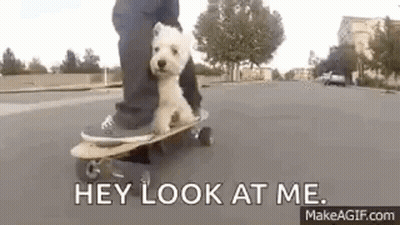 Person Riding Skateboard With Dog Saying Hey Look At Me GIF