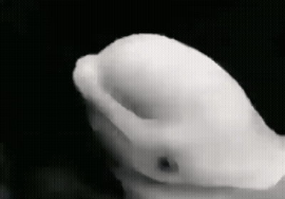 Person's Hand Holding White Object GIF