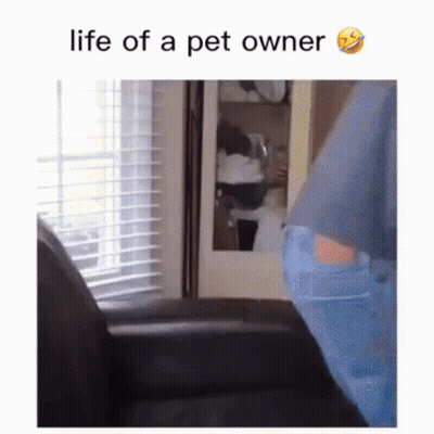 Person Sitting In Chair Saying Life Of A Pet Owner GIF