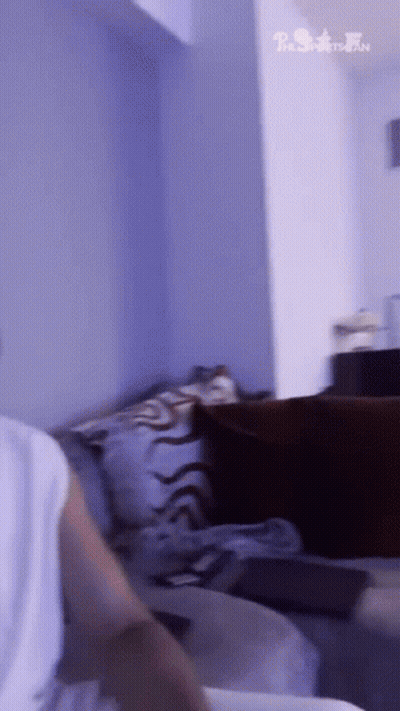 Person Sitting On Couch With Scottish Fan Sign GIF