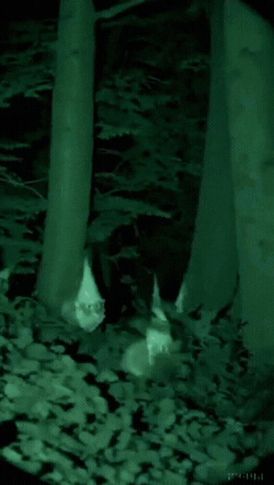 Person Standing Between Two Trees In Dark Woods GIF