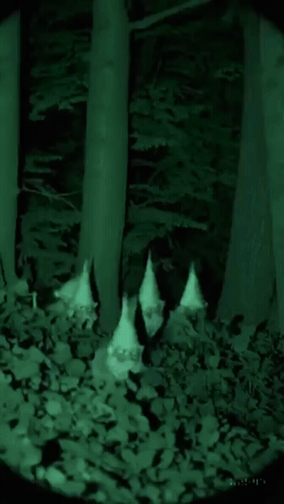 Person Standing In Dark Forest Between Trees At Night GIF