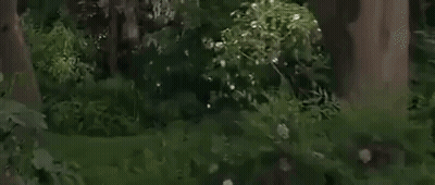 Person Standing In Front Of Green And Red Fence GIF