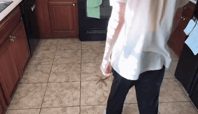 Person Standing In Kitchen With Spider On Floor GIF