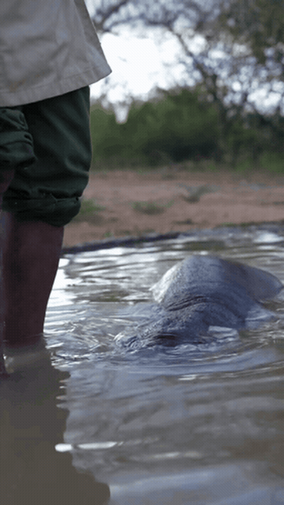 Person Standing In Water GIF